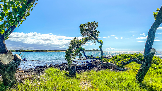 The coast of the Hawaiian Islands is sought after by many. The beauty is an inviting and welcoming site. Many will come to visit this tropical state each year. Walking alongside the waters a variety of fauna and trees can be observed.