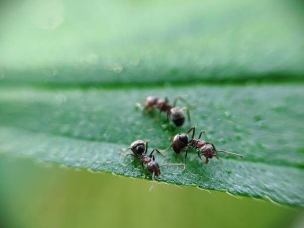 istock macro photo, ant 1474239150
