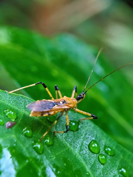 istock macro photo, insect on a leaf 1474239176