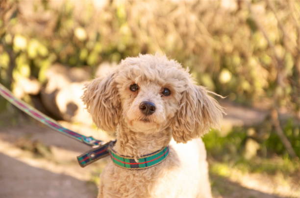 istock Passing dog stops to look at the camera. 1474240357
