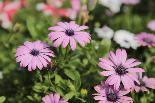 istock a White daisy flowers on green leaves background 1474240362