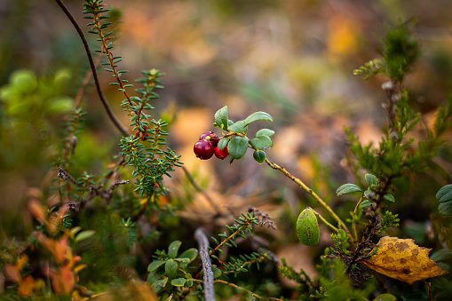 Small round red hawthorn berries are a sign of the onset of autumn. Hawthorn trees (Crataegus monogyna) produce haws, while wild roses produce the red \