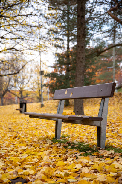 istock empty park bench with yellow autumn leaves everywhere 1474242406