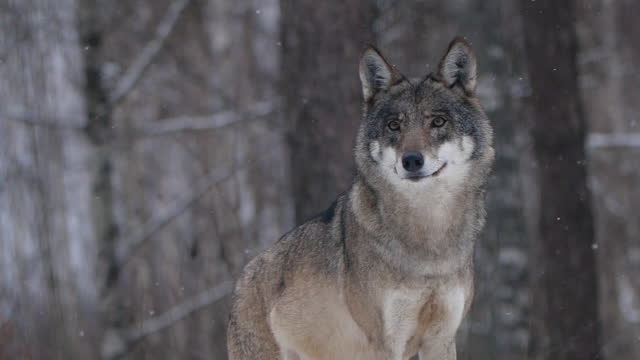 Wolf in slow motion in winter