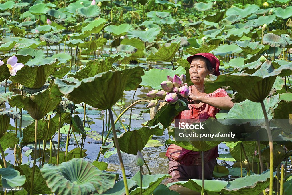 Vecchia Donna asiatica prendere loto nel laghetto Paese della Thailandia - Foto stock royalty-free di Fare la raccolta