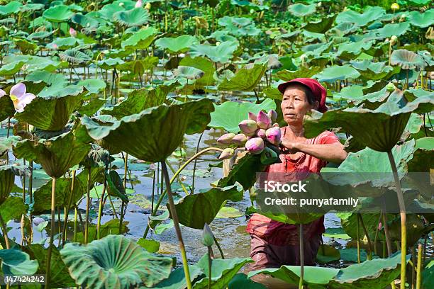 Velha Mulher Asiática Tomar Lótus Em Lagoa De País Da Tailândia - Fotografias de stock e mais imagens de Colher - Atividade Agrícola