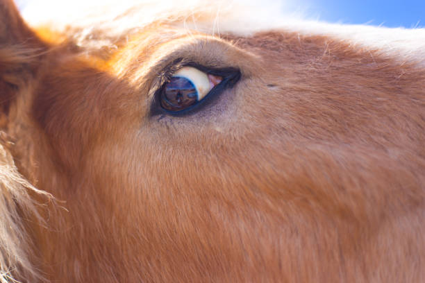 Sunlit Brown Horse Eyeing Camera Close-Up Sunlit Brown Horse Eyeing Camera Close-Up los alamos new mexico stock pictures, royalty-free photos & images