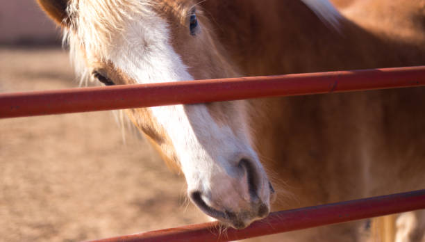 istock Sunlit Horse Looking Through Red Bars 1474243367