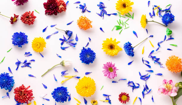 Colorful flowers background panoramic