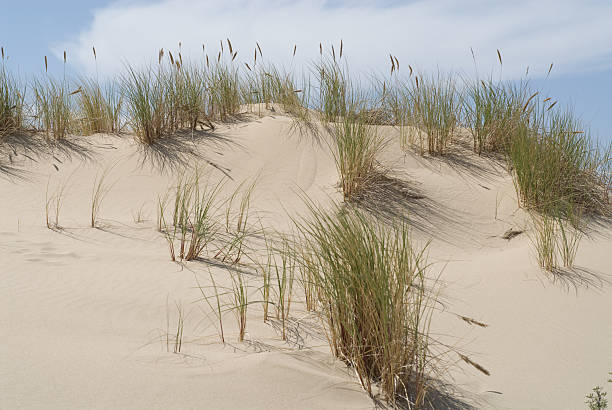 istock Sand dune grasses in Oregon 147424525