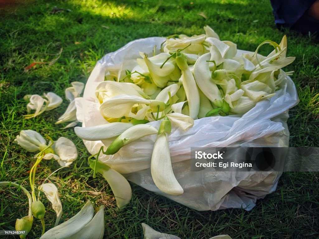 Beautiful white turi flowers The beautiful white turi flowers are picked to make a delicious meal Agriculture Stock Photo