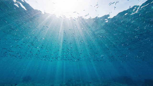 Tiny bait fish swim in the sea during sunny day with rays shining in the water