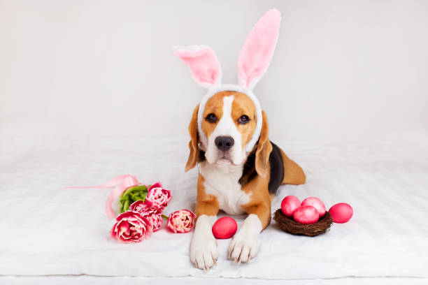 istock Easter greeting card with a pet. Funny beagle with bunny ears is lying on the bed with a bouquet of tulips 1474248202