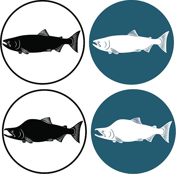 red fish the figure shows a red fish bull trout stock illustrations