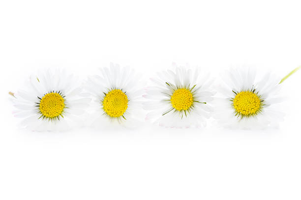 istock common english lawn daisies studio shot 147425039