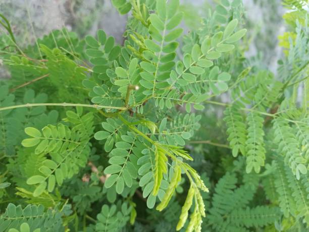 istock Leucaena leucocephala on afternoon condition 1474251020