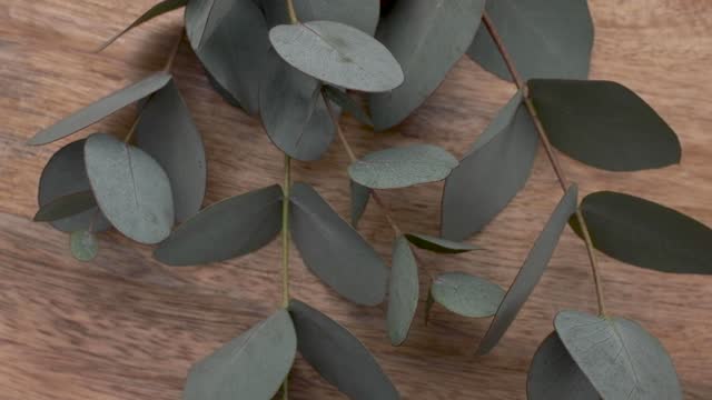 Green leaves eucalyptus on a wooden rotation table.