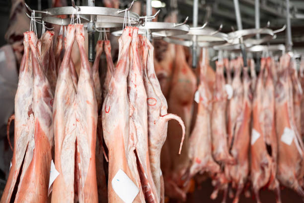 kadaver von frisch geschlachteten lämmern, die in der metzgerei hängen - dead animal butcher meat sheep stock-fotos und bilder