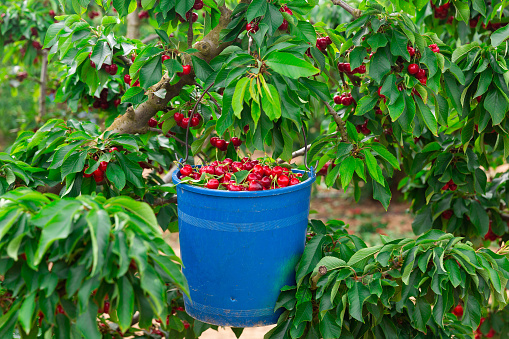 Blue bucket full of cherries is hanging on a tree