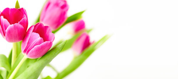 istock Bright pink tulips flowers isolated on white background with copy space Spring flowers 1474253012