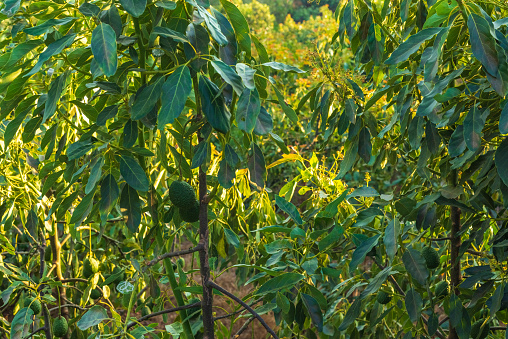 Avocado plants with fruit. Avocado plantation.