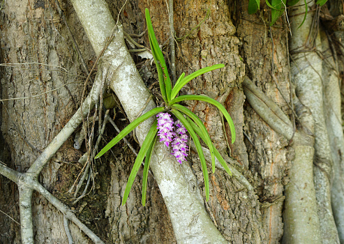 orchid on a big tree