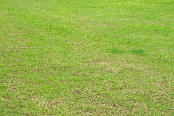 istock green grass in the stadium 1474258741