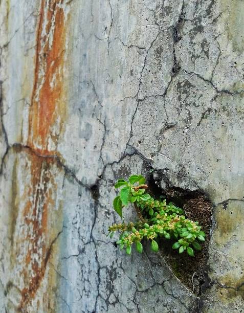 istock Grass is  living on the cracked wall 1474258750