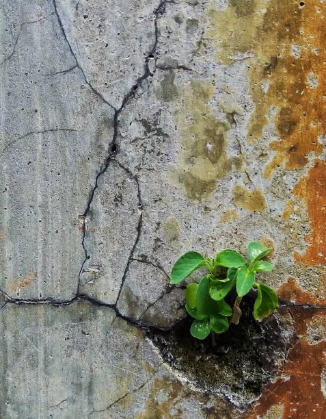 istock Grass is living on crakced wall 1474259068