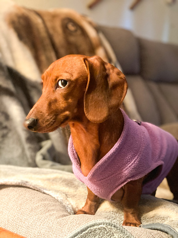 A miniature dachshund wears a sweater to keep warm during the winter months.
