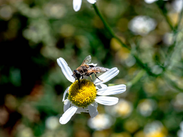istock useful insect similar to a fly sits on a chamomile flower 1474261028