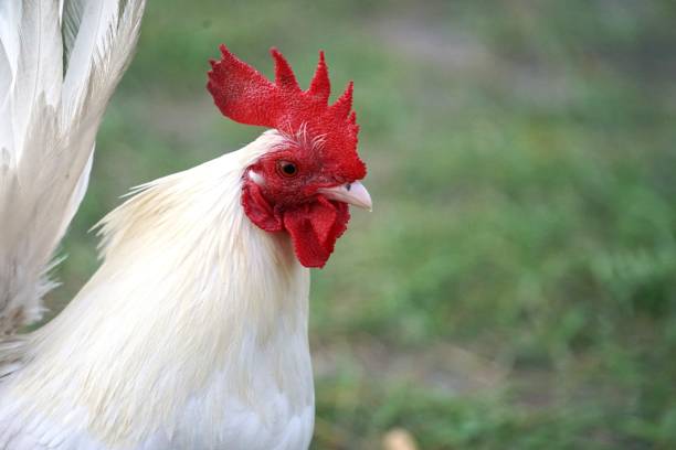 istock A red head chicken with a white body is looking for food 1474261861