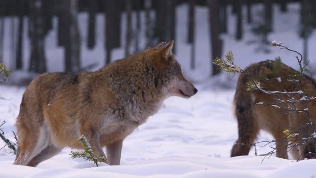 Relationships of two wolves in wintertime in slow motion