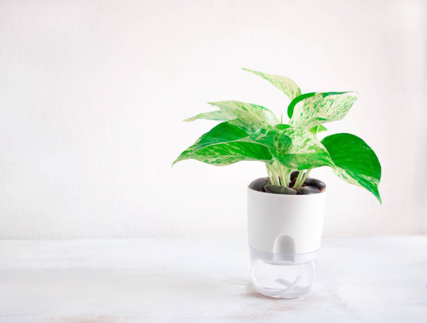 istock Epipremnum aureum marble queen plant in transparent double layer plastic flower pot, self-watering flowerpot cotton rope on white wooden table 1474263461