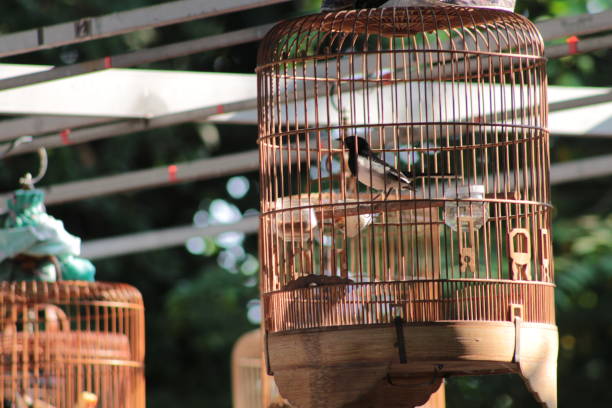 istock Birds in Cages in a special Bird Cafe. 1474265194