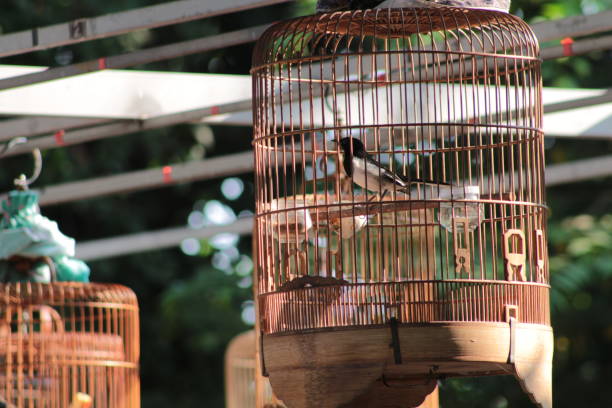 istock Birds in Cages in a special Bird Cafe. 1474265200