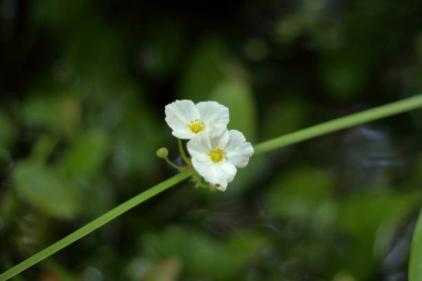 istock The white Texas Mud Baby is blooming 1474266841