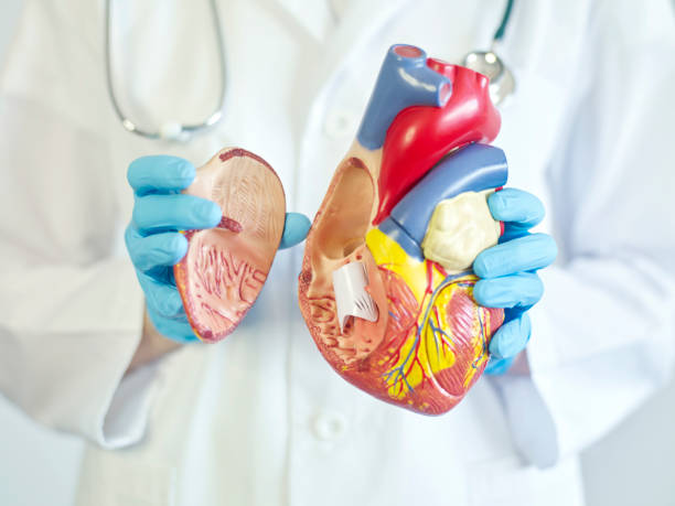 90+ Doctor Holding Anatomical Model Of Human Heart Stock Photos ...