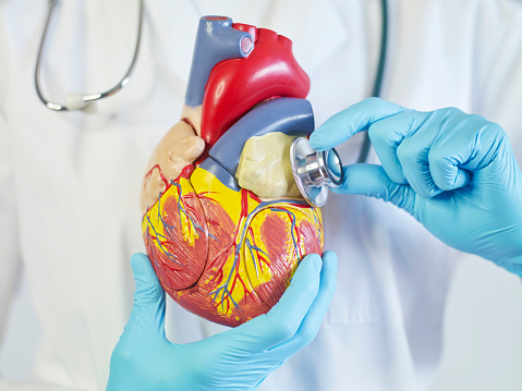 Doctor Holding and listening to a human heart model