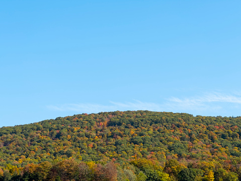 Looking at a hill of maple trees in upstate New York