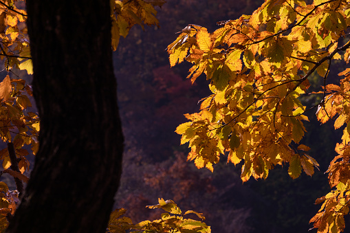 Autumn landscape. Yellow leaves in the sunlight in a maple forest.