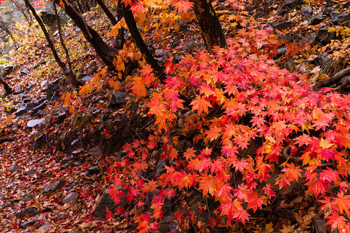 Closeup colorful leaves that decorated during the autumn season