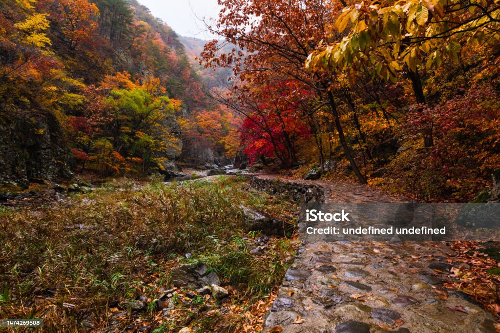가을 풍경 비가 오는 산 비에 젖은 다채로운 단풍 나무와 숲길 주왕산 국립공원 한국 가을에 대한 스톡 사진 및 기타 이미지 ...