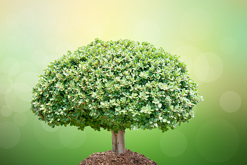 We love the world of ideas. small tree nature blur background.World environment day.