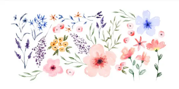 Vector illustration of Watercolor spring flower set isolated