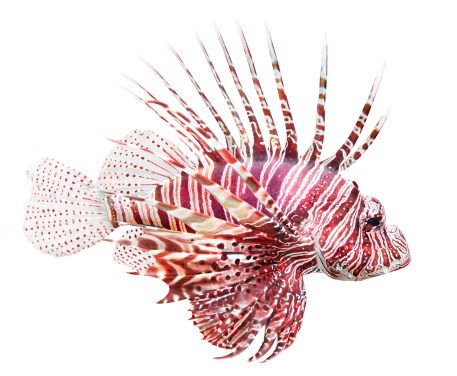 Tropical fish - The Red Lionfish (Pterois volitans) is very dangerous coral reef fish. Lionfish venomous dorsal spines are used for defense.