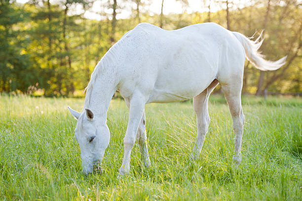 istock Horse surrounded by grasslands in Poland 147427246
