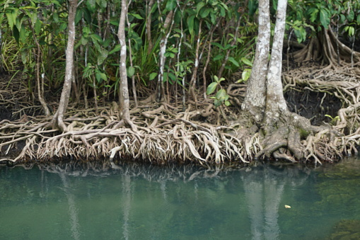 Mangrove trees and green canals