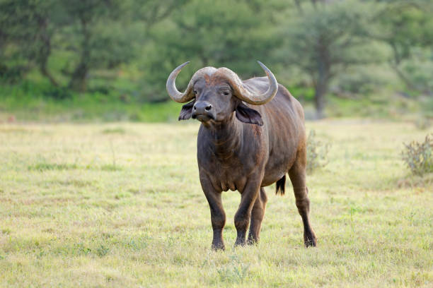 un bufalo africano (syncerus caffer) in habitat naturale, mokala national park, sud africa - bufalo africano foto e immagini stock