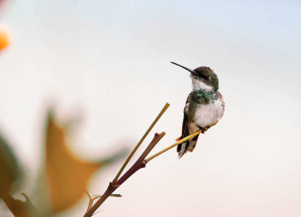 der bird - bird hummingbird flying annas hummingbird stock-fotos und bilder